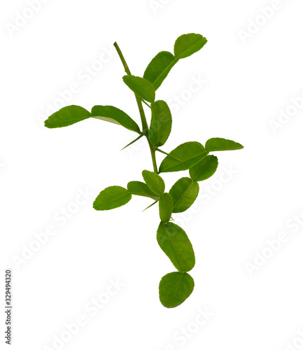 Greenery branches of Kaffir lime leaves plant know as makrut or Thai lime and citrus fruit, herbal plant isolated die cut with clipping path on white background