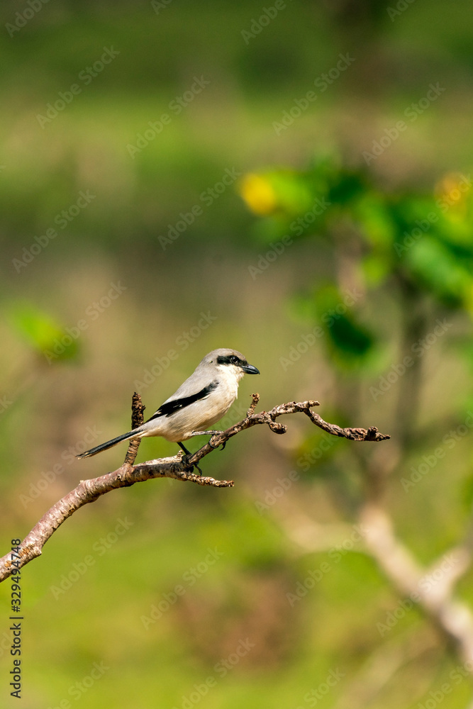 Abyssinian Wheatear in Socotra Island, Yemenese Unesco World Heritage Site in Indian Ocean Abyssinian Wheatear in Socotra Island, Yemenese Unesco World Heritage Site in Indian Ocean