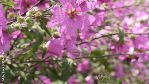 Wallpaper Mural Video in 4 k of the pink home joy plant bush in spring. Recorded in Chile Torontodigital.ca
