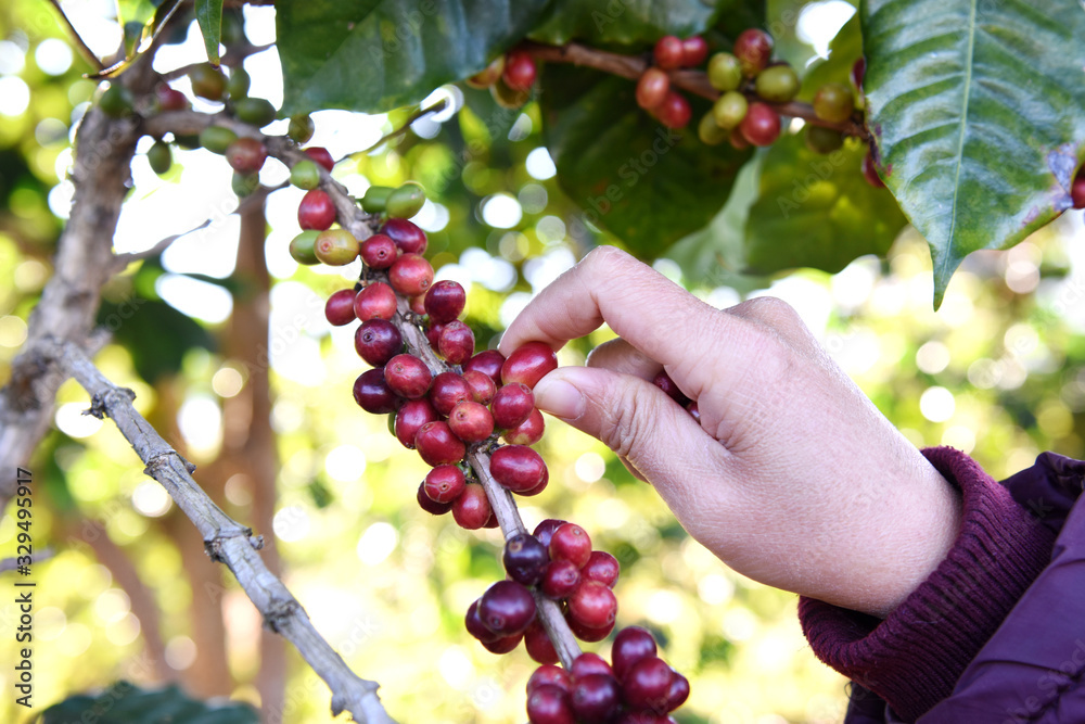 Coffee berries on leaves on branch coffee, Framer using hand pick berries on tree.