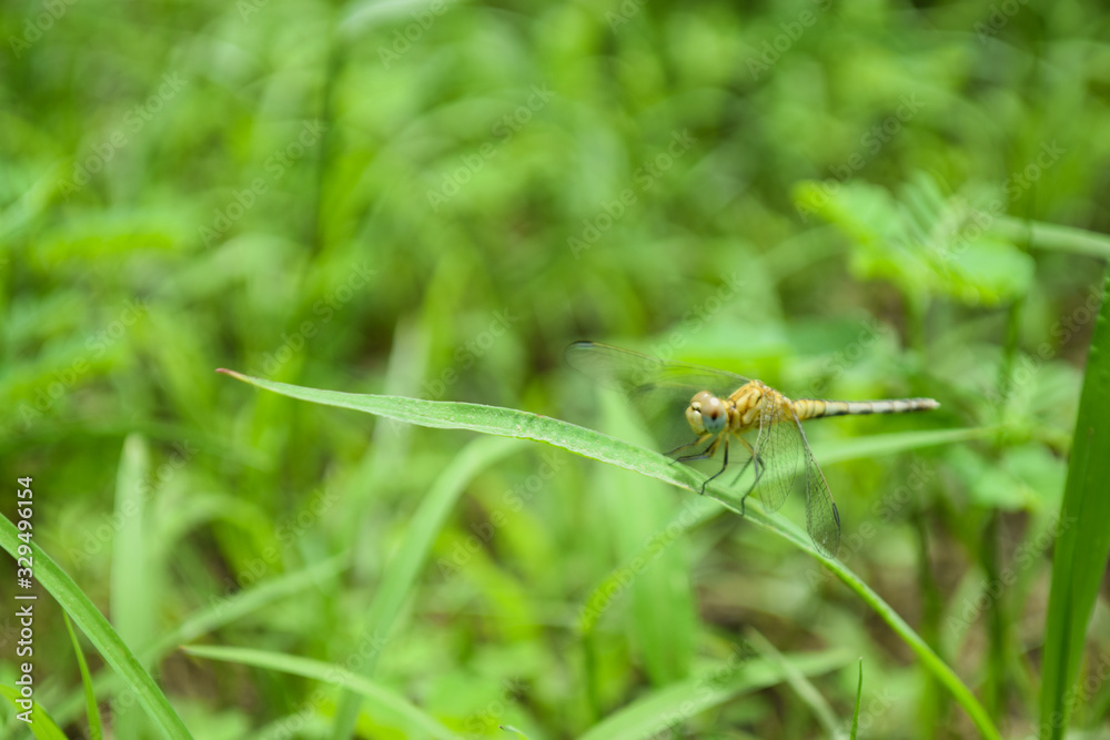 dragonfly on flower in garden close up nature outdoor insect animal, red brown color plant green background dragonfly on flower in garden close up nature outdoor insect animal, red brown color plant green background
