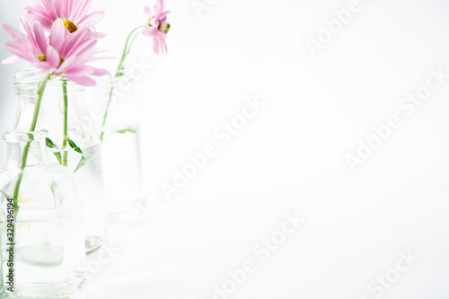 Floral still life with glass vases on a sunny white background.