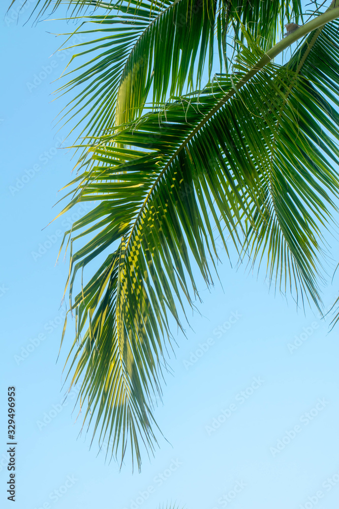 Naklejka premium coconut plam leaf tree on blue sky