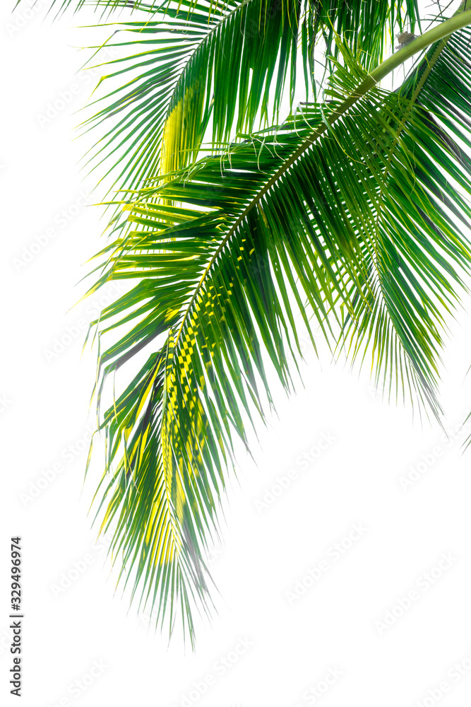 coconut plam leaf isolate white background