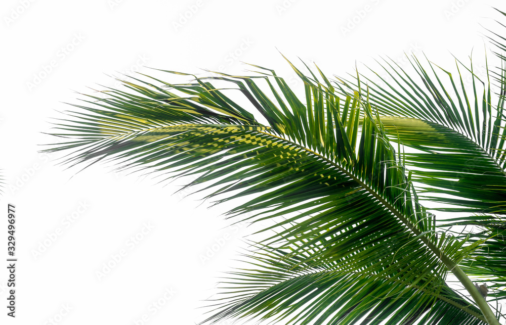 coconut plam leaf isolate white background