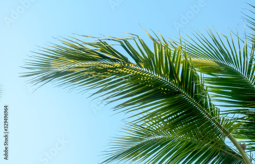 coconut plam leaf tree on blue sky © KTI
