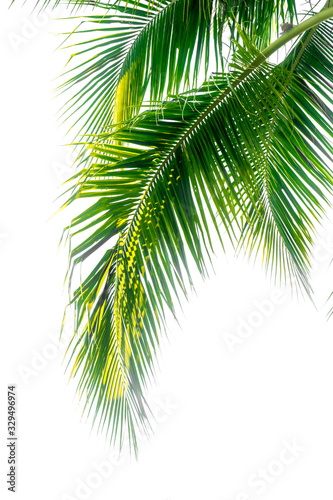 coconut plam leaf isolate white background © KTI