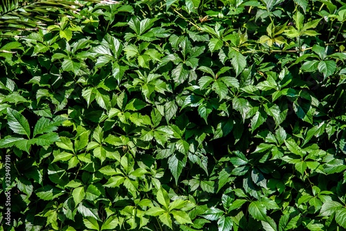 Natural background of many green leaves of a shrub