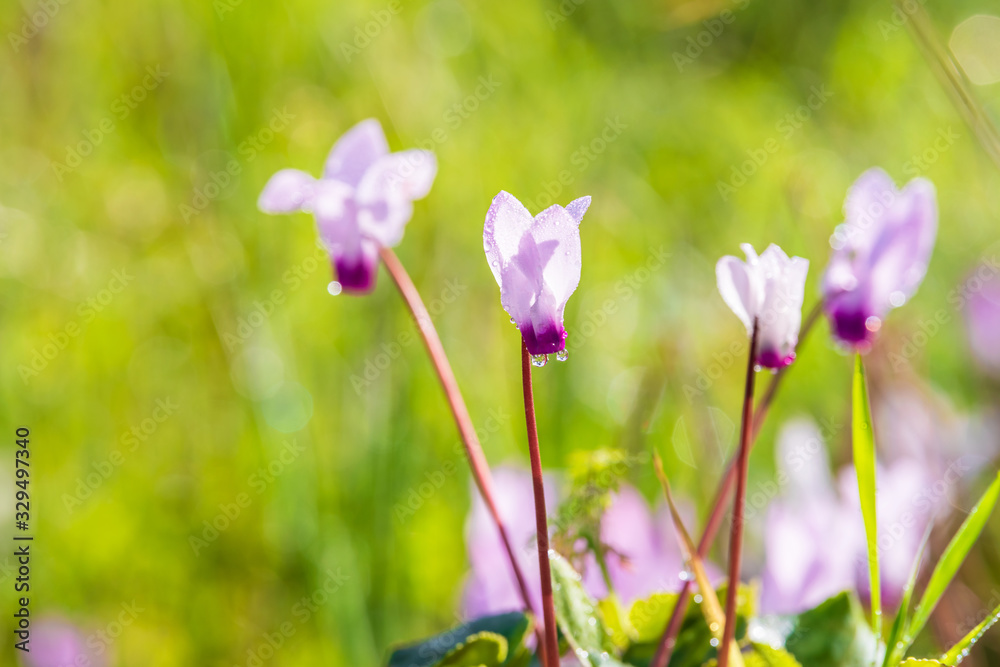 Fototapeta Cyclamen with raindrops on a blurry background of a spring meadow. 