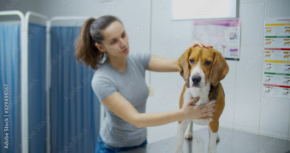 Beagle dog with his woman mistress waiting for a veterinarian. Waiting for a doctor in a veterinary clinic