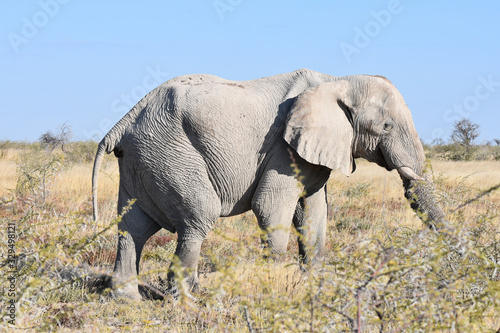 Elephant in Etosha National Park  Namibia