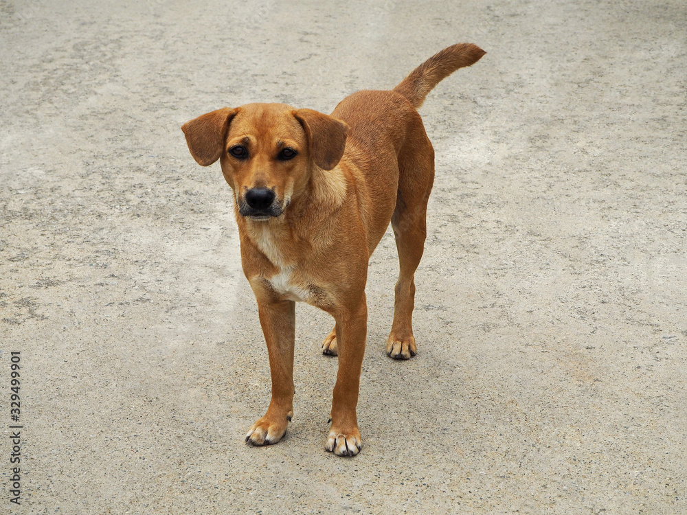Young Asian Dog Standing on the Ground Young Asian Dog Standing on the Ground