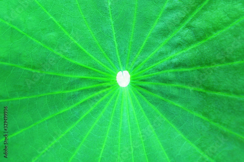 Closeup Photo of Green Lotus Leaf