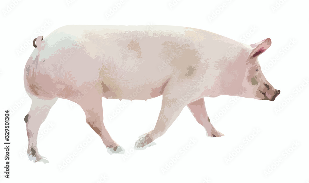 pig animal vecor illustration of farm animal