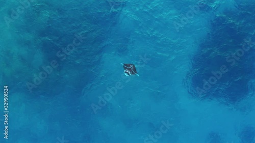 Wallpaper Mural A beautiful, large Manta Ray flapping it's wings by the surface of the water - top view Torontodigital.ca