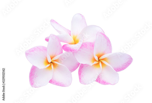 pink plumeria flower isolated on white background