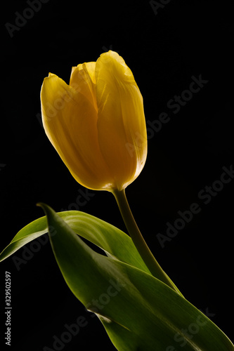 Flowers tulips red and yellow