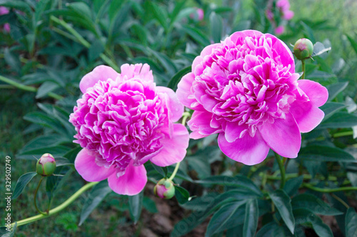 Fresh pink peony in summer garden