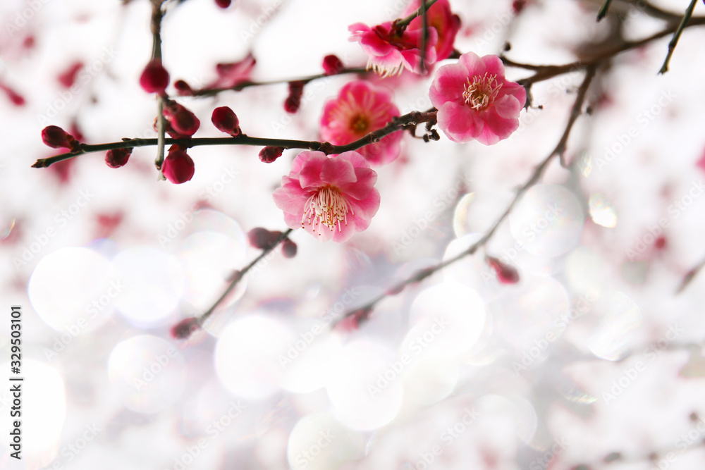 blooming plum tree. floral blurred background. banner size blooming plum tree. floral blurred background. banner size