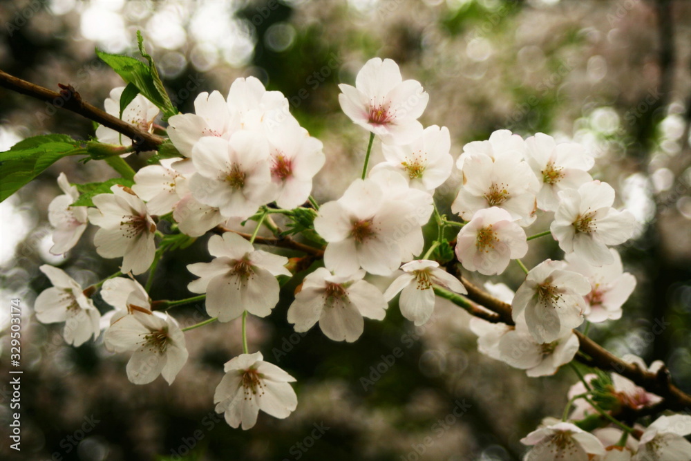 dreamy spring cherry blossoms, soft tones and bokeh background dreamy spring cherry blossoms, soft tones and bokeh background