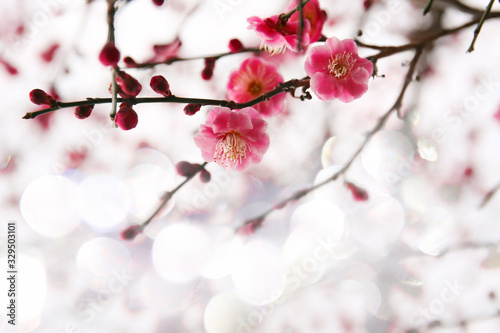 blooming plum tree. floral blurred background. banner size