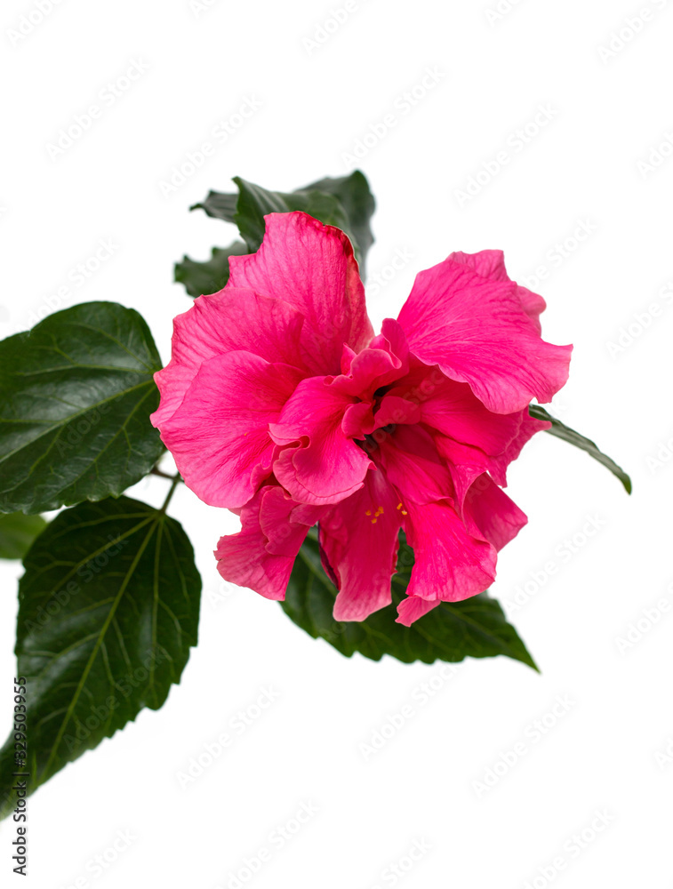 Fototapeta premium hibiscus flower on a white background