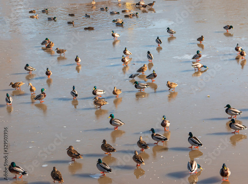 flock of ducks on a city pond