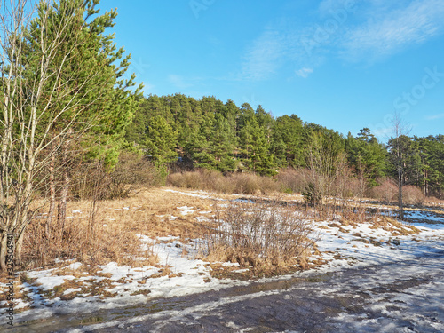 road in a pine forest. Spring