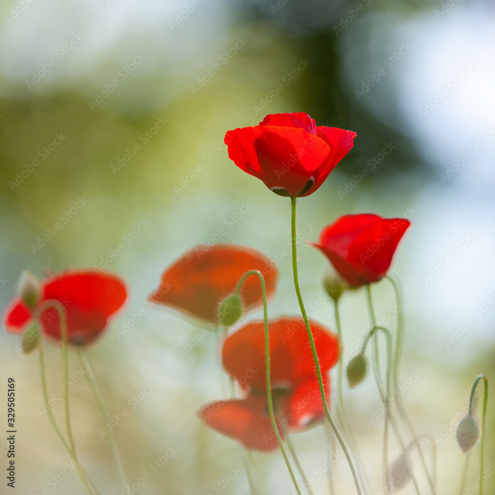 Naklejka premium Red poppies in flower, Sweden, Europe