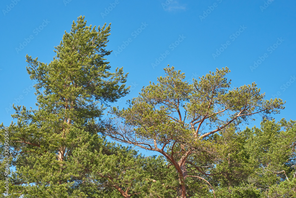 Fototapeta premium pine trees in the park. Spring