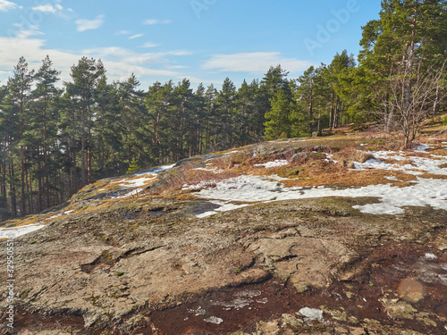 pine trees on the rock. Spring