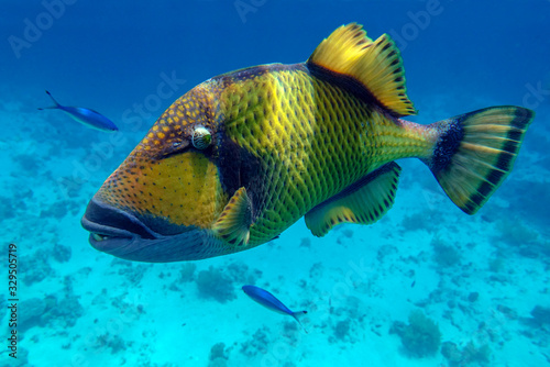 Titan triggerfish (Balistoides viridescens) in the coral reef in Red Sea