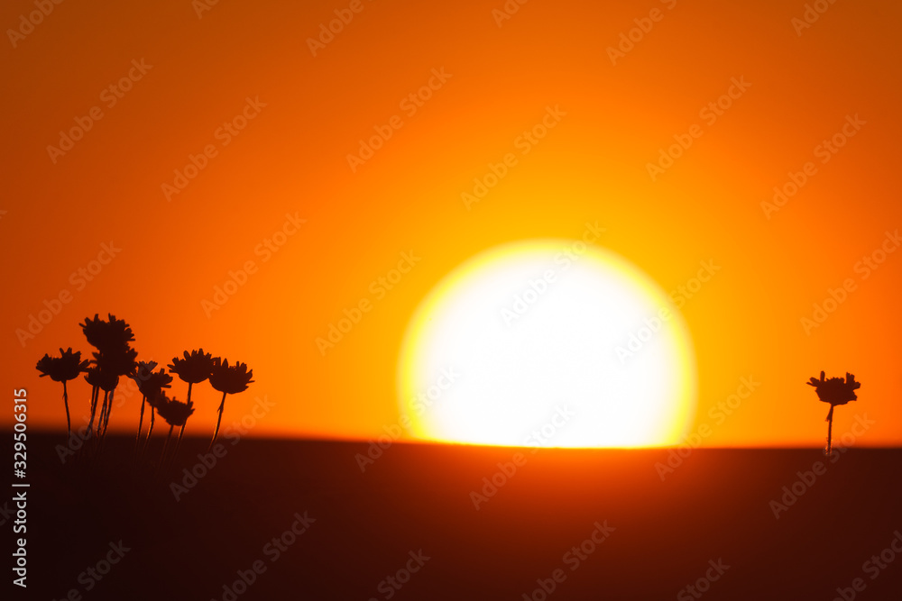 Bright sunset and silhouettes of flowers. Sweden, Europe