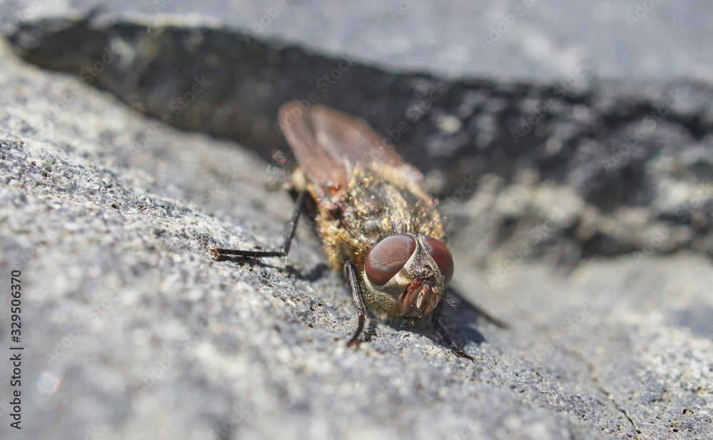 fly on a stone close-up. Spring fly on a stone close-up. Spring