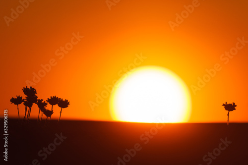 Bright sunset and silhouettes of flowers. Sweden  Europe