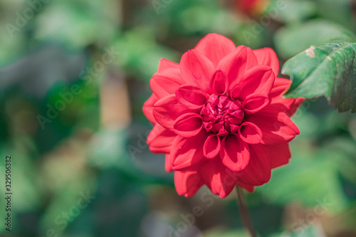 Red Dahlia flowers are blooming in the ornamental flower garden with nature blurred background