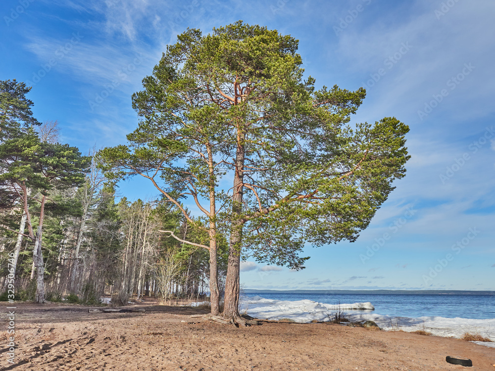 Obraz premium tall pine in the forest