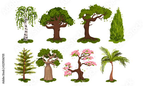 Green Deciduous Trees with Exuberant Tree Crown Vector Set