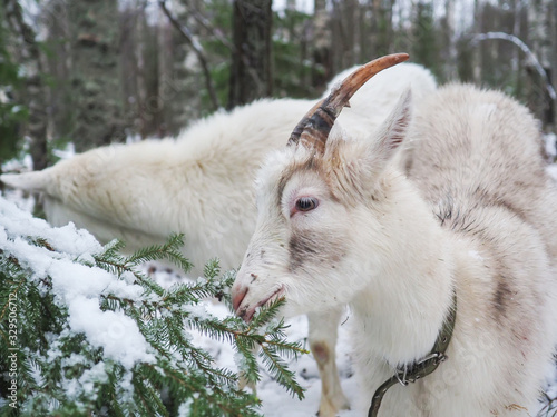 Beautiful goat in the village. Winter