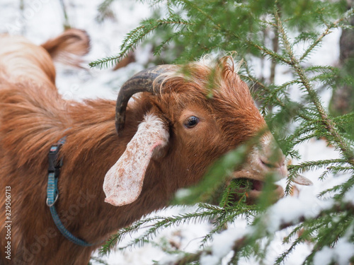 Photos Beautiful goat in the village. Winter