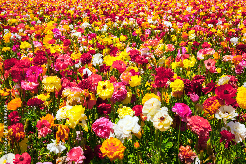Gorgeous multicolor floral carpet