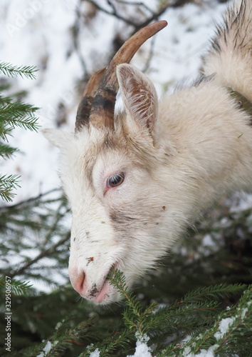 Beautiful goat in the village. Winter