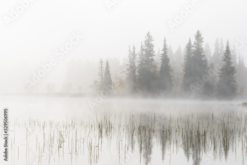 Принти на полотні Misty lake and forest, Dalarna, Sweden