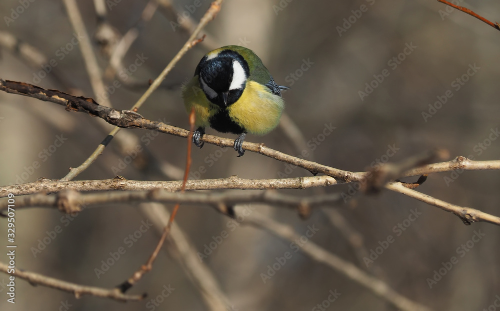 Naklejka premium tit on a twig. winter