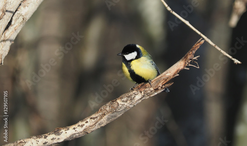 tit on a twig. winter