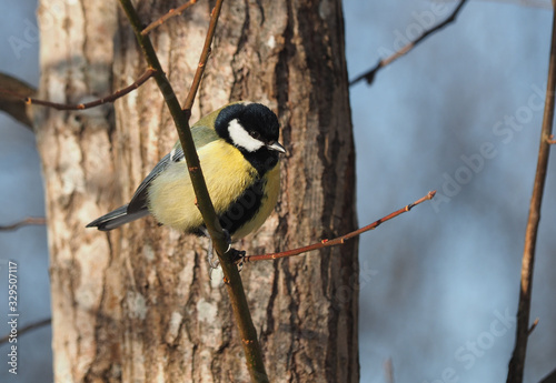 tit on a twig. winter