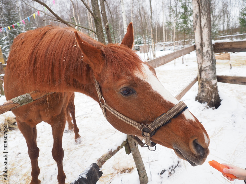 red horse in the village. winter red horse in the village. winter