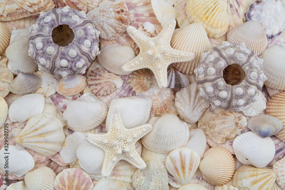 Sea urchins, starfishes and seashells texture