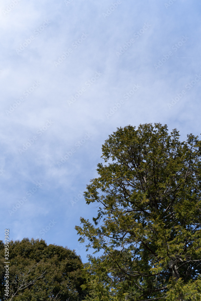 Obraz premium ABUNDANT NATURE