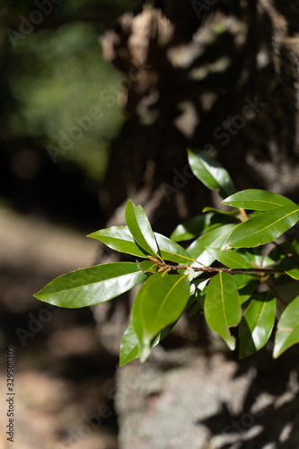 ABUNDANT NATURE